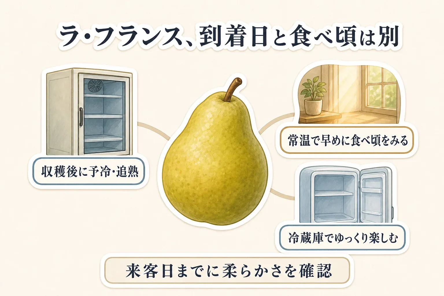 ラ・フランスは到着日と食べ頃が別であることを示す図。収穫後に予冷・追熟され、常温では早めに食べ頃を見て、冷蔵庫ではゆっくり楽しみ、来客日までに柔らかさを確認する流れを描いている